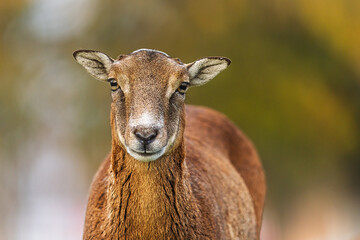 Fototapeta premium Mouflon Ovis orientalis musimon ewe portrait shows calm face against soft autumn