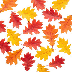 Fototapeta premium Falling leaves event autumn forest nature colorful isolated on transparent background