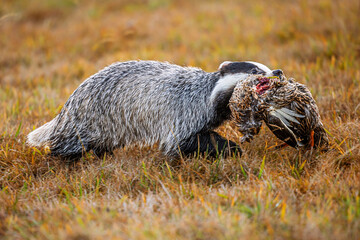 Meles meles European badger carrying duck prey across colourful autumn meadow grass © michal