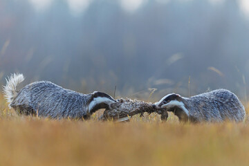 Meles meles European badgers tugging duck carcass on misty autumn meadow together © michal