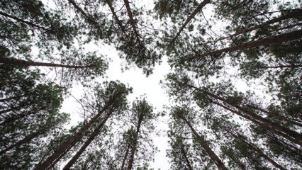 Looking up at Pine Trees