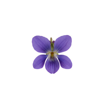 紫色のスミレの花