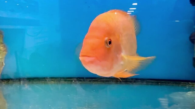 Single bright orange blood parrot cichlid swimming gracefully in a clean blue aquarium, looking curiously at the camera while moving around a spacious tank in a pet store