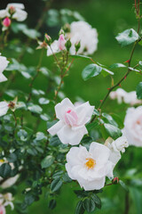 Obraz premium Beautiful white roses blooming in a lush garden during a sunny afternoon