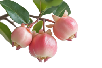 Unripe pink apple on a branch with green leaves isolated on transparent background. Syzygium jambos or rose apple on white background.