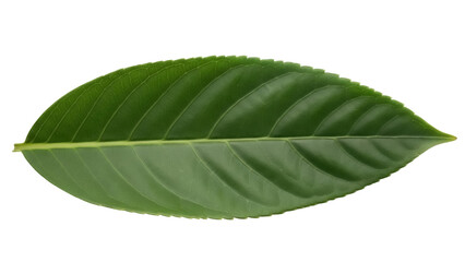 Obraz premium Green loquat leaf PNG isolated on transparent background, vibrant foliage with detailed veins for botanical design and natural elements