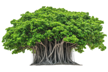 Large banyan tree with aerial roots isolated on transparent background. Banyan tree isolated on white background.
