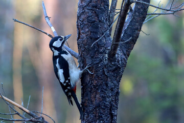 Great spotted woodpecker