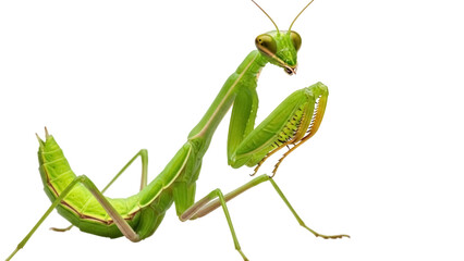Green praying mantis isolated PNG on transparent background, predatory insect with camouflage and grasping forelegs for wildlife and nature projects