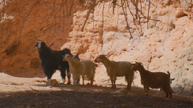 A small herd of local goats, including black and light brown variations, is seen grazing and standing on the dry ground near a sandy bank in the Wadi Bani Khalid region of Oman