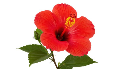 Vibrant red hibiscus flower isolated PNG, tropical bloom with yellow stamen on transparent background, exotic floral design element