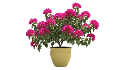Bougainvillea spectabilis in pot PNG isolated on transparent background, vibrant pink flowers and green leaves for garden design