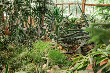 Opuntia cactus in white planter in lush indoor garden for concepts of container gardening and desert flora