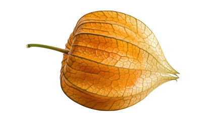 Golden cape gooseberry isolated PNG on transparent background, physalis peruviana fruit with papery husk for healthy eating and exotic food concepts
