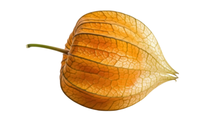 Golden cape gooseberry isolated PNG on transparent background, physalis peruviana fruit with papery husk for healthy eating and exotic food concepts