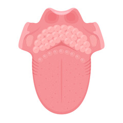 上から見た舌の構造のイラスト_舌体から喉頭蓋まで