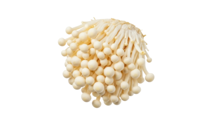 Enoki mushroom PNG isolated on transparent background, edible golden needle fungus for Asian cuisine and healthy eating