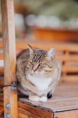 Tabby cat sits calmly on a wooden bench outdoors with soft blurred background