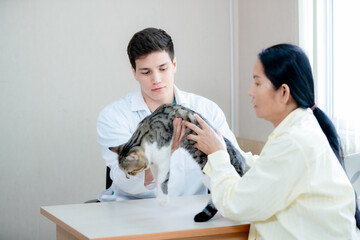 Vet listening fluffy cat using stethoscope during appointment in veterinary clinic