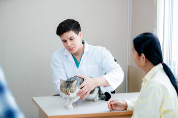 Vet listening fluffy cat using stethoscope during appointment in veterinary clinic