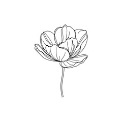 Elegant flower line art isolated on transparent background