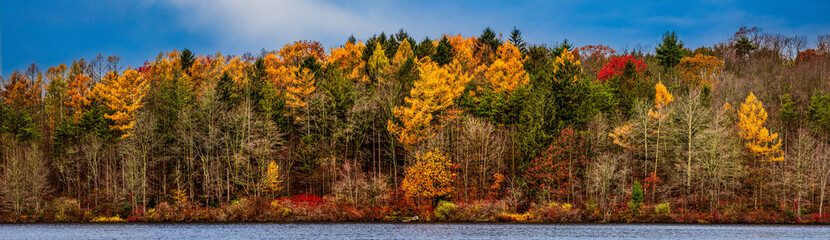 Autumn forest trees panorama. Beautiful colorful autumn forest panoramic landscape. Autumn forest panoramic landscape. Forest on autumn panorama