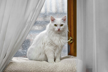 White fluffy cat sitting by the window during snowfall