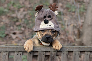 Little puppy in a hat.Clothes for dogs in the cold season.