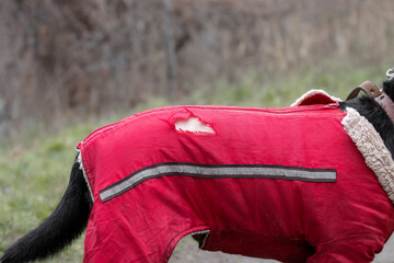 Dog in red walking overalls.Dog jacket with a huge hole.The right and practical clothes for dogs for walks in the cold season.