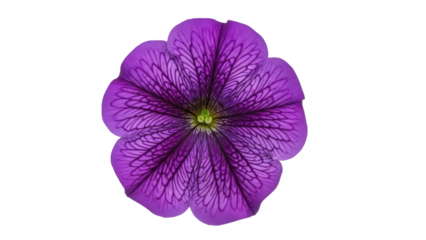 Striking purple petunia flower isolated PNG on transparent background, vibrant bloom with intricate vein patterns for botanical designs