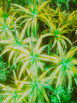 palm tree leaves