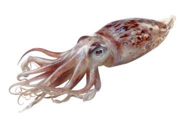 Small squid with tentacles and eyes isolated on transparent background. Cephalopod squid marine life underwater ocean creature tentacles seafood isolated on white background.