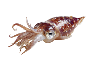 Close up of a small squid isolated on transparent background. Detailed closeup of a live small squid with intricate tentacles and camouflage patterns isolated on white background.