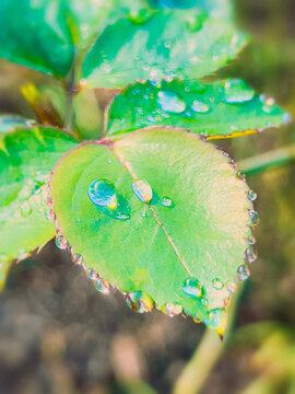 green leaf with water drops