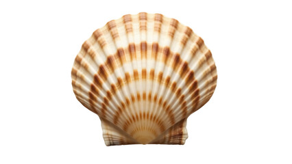 Elegant scallop shell PNG isolated on transparent backdrop, beige and brown seashell with radial pattern for nautical decor and design projects