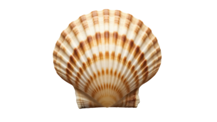 Elegant scallop shell PNG isolated on transparent backdrop, beige and brown seashell with radial pattern for nautical decor and design projects