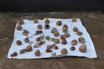 Coconuts peeled from its shell kept for sundry which later will be cold pressed to extract oil and use for cooking and other purposes