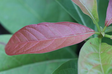 Avocado plant bearing fresh leaves with one different color which is a highlight on the plant