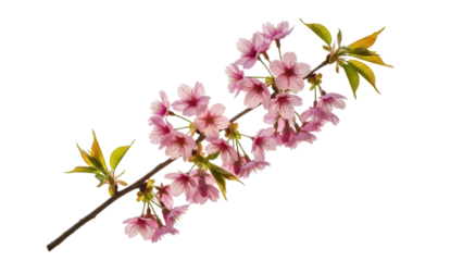 Pink cherry blossom branch PNG isolated on transparent background, delicate spring flowers for design and decoration