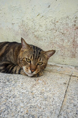 Side Profile of a Marbled Bengal Cat Walking Outdoors