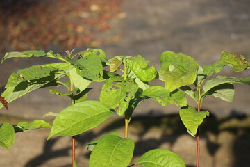 Avocado plant saplings on a growing bag with a view of its leaves exposed to sunlight