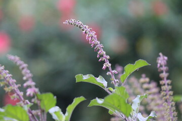 Holy basil plant with a view of its flower and leaves on a natural background