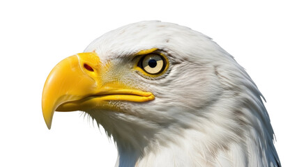 Majestic bald eagle head isolated PNG on transparent background, powerful bird of prey with sharp yellow beak and intense gaze