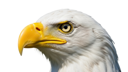Majestic bald eagle head isolated PNG on transparent background, powerful bird of prey with sharp yellow beak and intense gaze