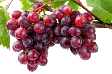 Bunch of ripe red grapes on a vine isolated on transparent background. Close-up of ripe red grapes hanging from a vine with green leaves isolated on white background.