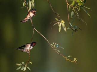 Two barn swallows sit on tree branches on a summer day by a pond