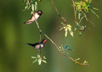 Two barn swallows sit on tree branches on a summer day by a pond