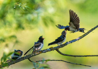 A barn swallow flies with insects in its beak to feed its chicks perched on a branch with their beaks open