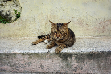 Side Profile of a Marbled Bengal Cat Walking Outdoors