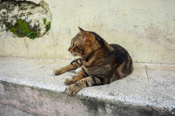 Side Profile of a Marbled Bengal Cat Walking Outdoors